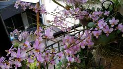 Teachers' Housing Estate (D26), Terrace #456406971